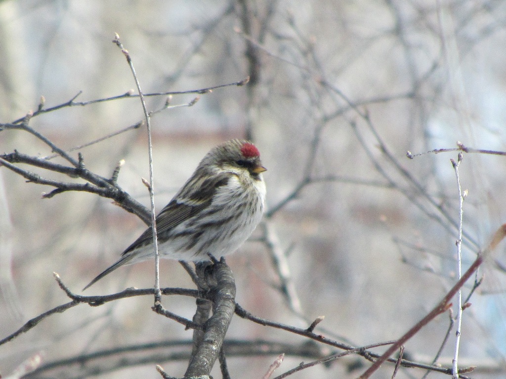 Птицы томской области фото с названиями Common Redpoll (Acanthis flammea). Birds of Siberia.