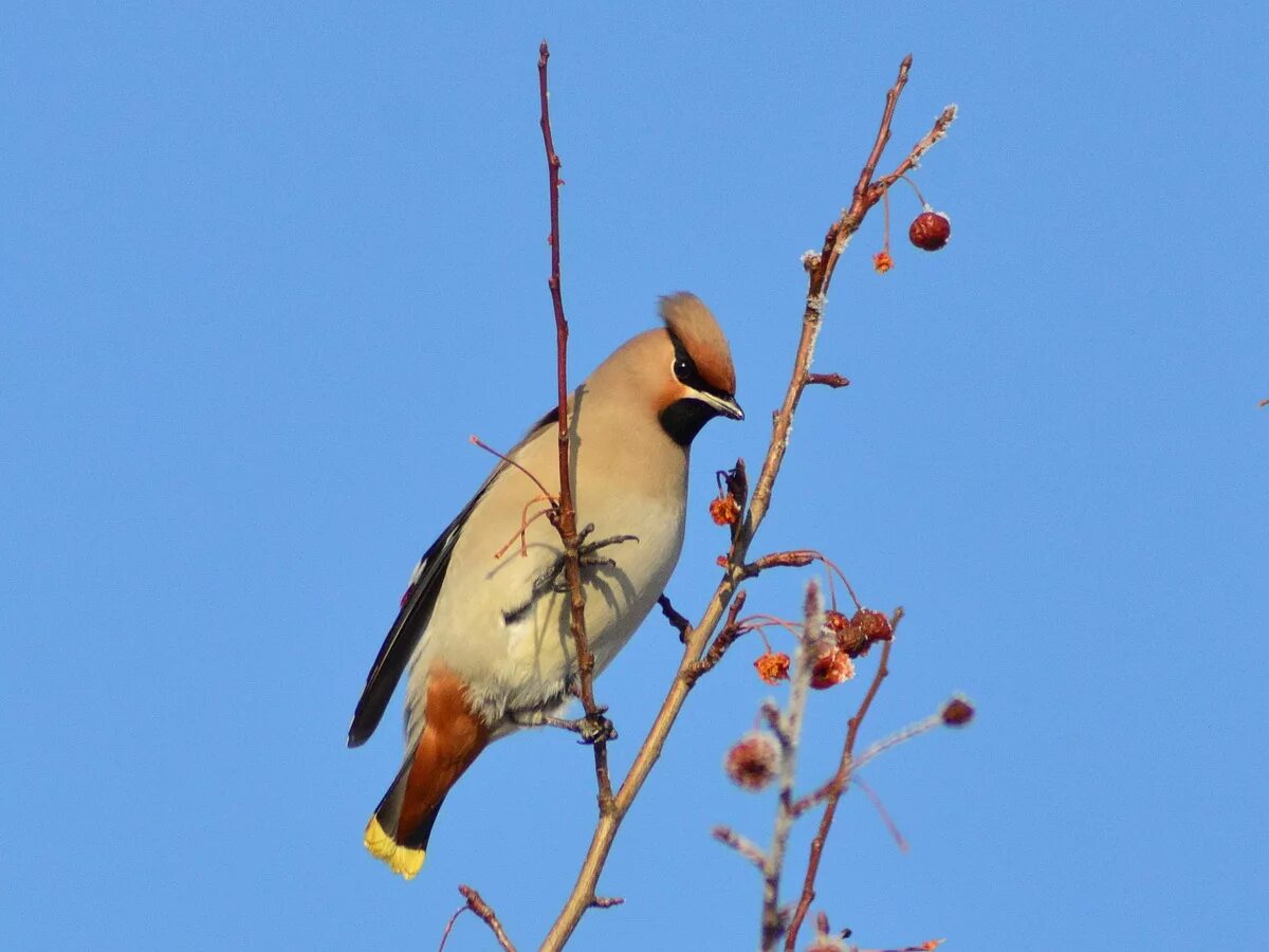 Птицы томской области фото с названиями Bohemian Waxwing (Bombycilla garrulus). Birds of Siberia.