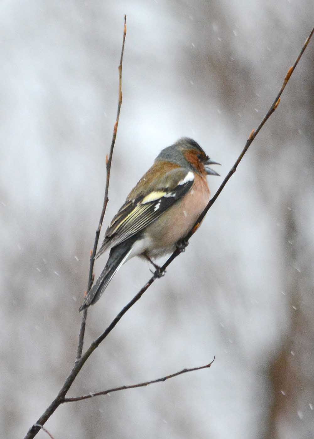 Птицы томской области фото с названиями Common Chaffinch (Fringilla coelebs). Birds of Siberia.