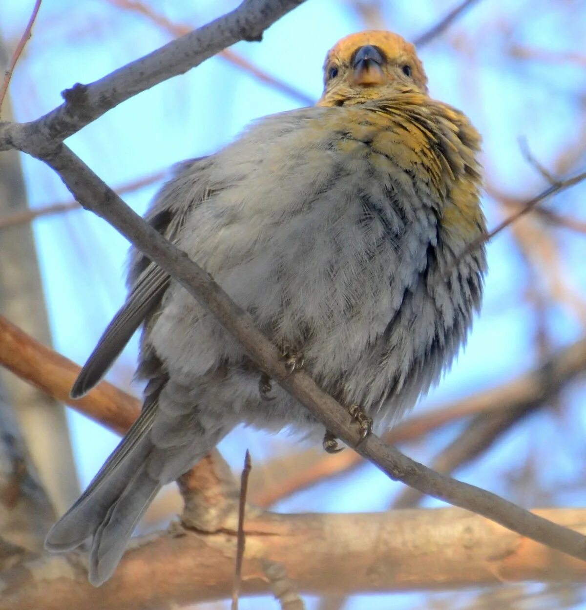 Птицы томской области фото с названиями Pine Grosbeak (Pinicola enucleator). Birds of Siberia.