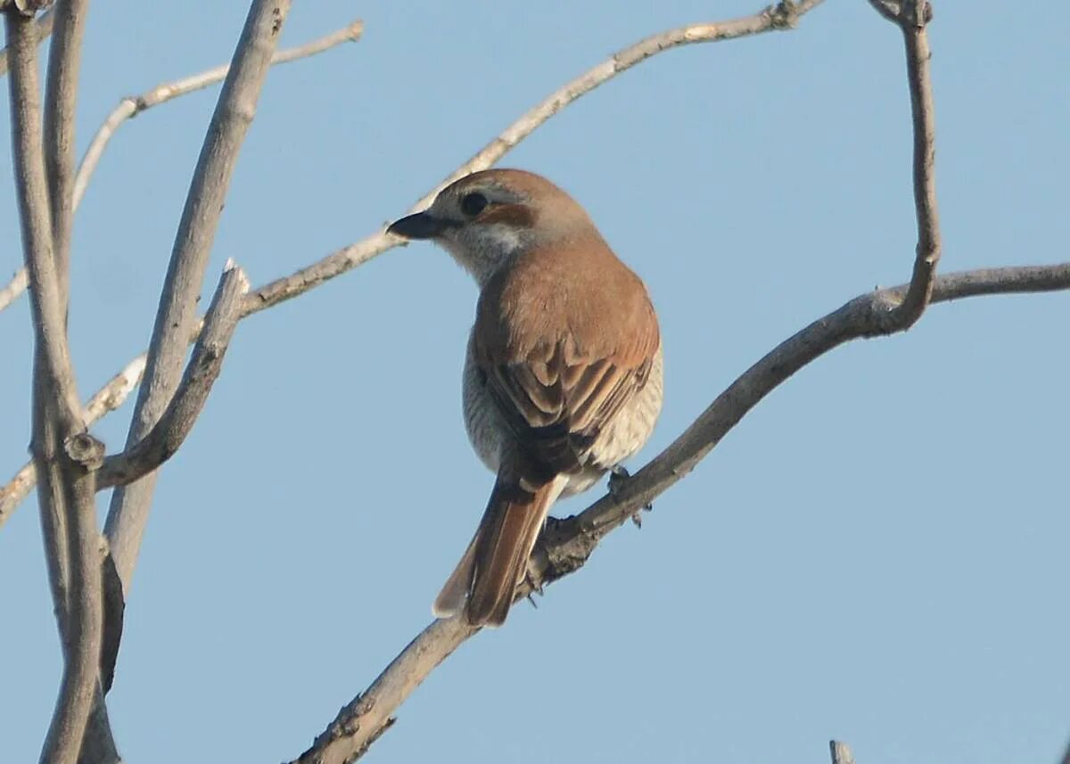 Птицы томской области фото с названиями Red-backed Shrike (Lanius collurio). Birds of Siberia.