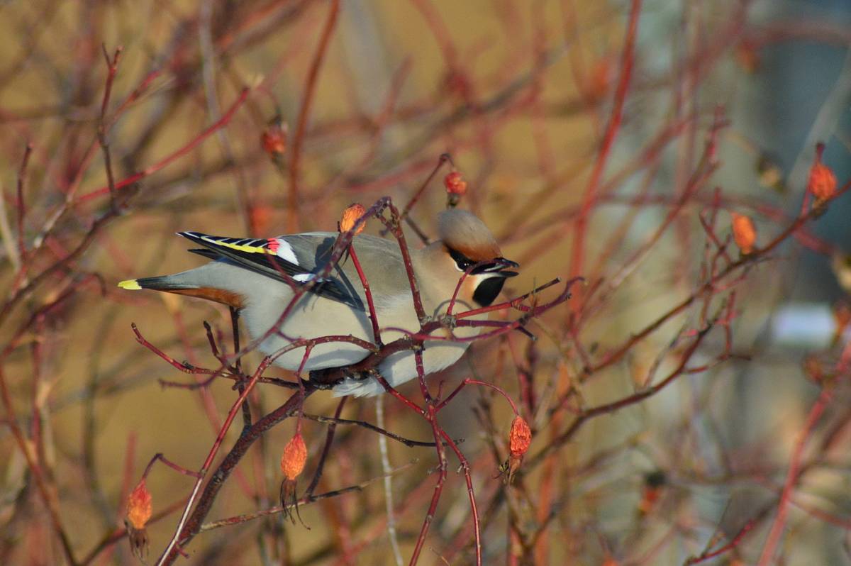 Птицы томской области фото с названиями Bohemian Waxwing (Bombycilla garrulus). Birds of Siberia.