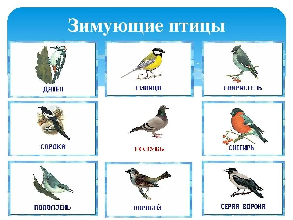 Птицы нашего края" экологический онлайн - час 2021, Яранский район - дата и мест