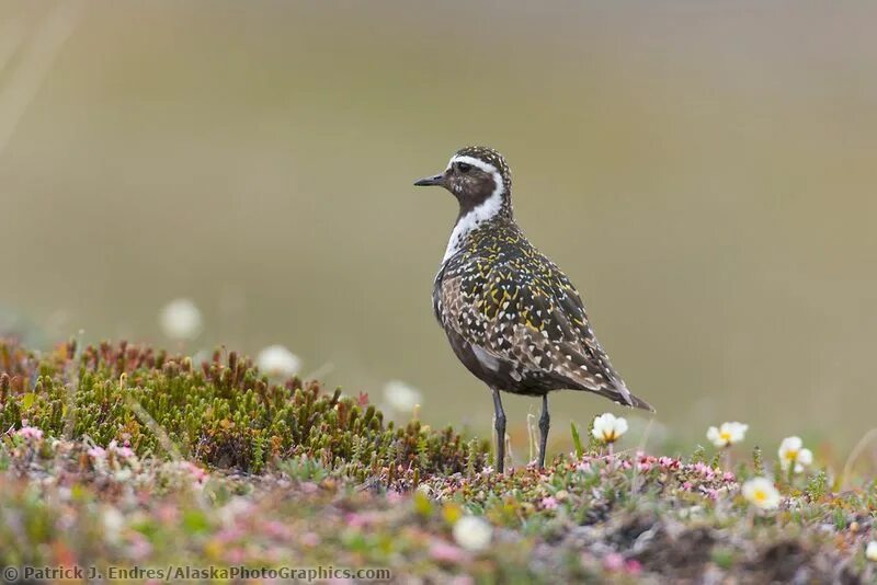 Птицы тундры фото American golden plover Denali national park, National parks, Plover