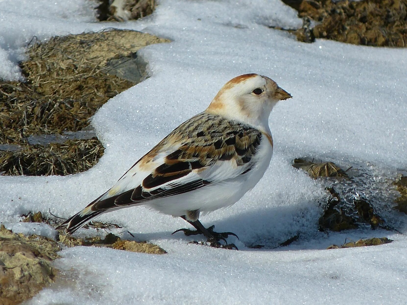 Птицы тундры фото Buntings of winter and summer - The View from Shin Hollow