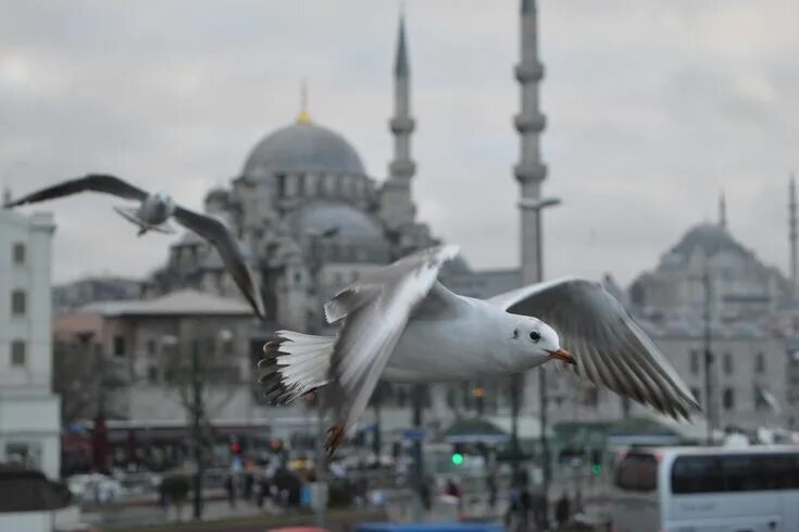 Птицы турции фото HD wallpaper: Istanbul, Turkey, animals, birds, seagulls, mosque, architecture I