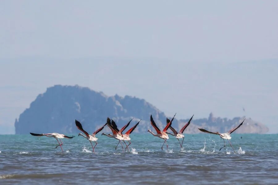 Птицы турции фото Photos: The Birds of Turkey’s Lake Van - The Atlantic