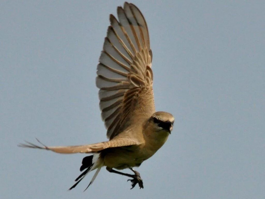 Птицы турции фото и названия Boz Kuyrukkakan - Isabelline Wheatear Gala Gölü Meriç Deltası, Enez http://gunce