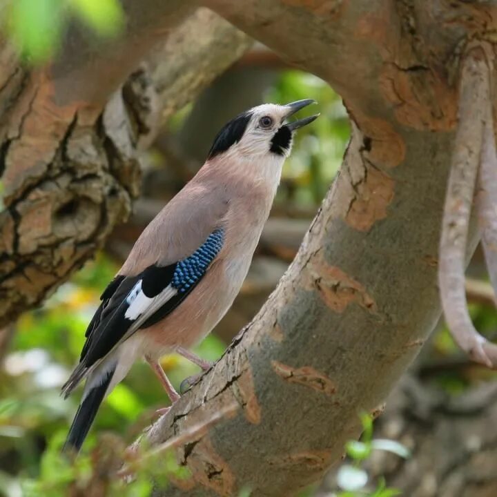 Птицы турции фото и названия I saw lots of these in Turkey - the Turkish subspecies of the Eurasian Jay Bird,