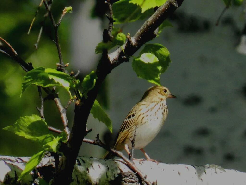 Птицы твери и тверской области фото Tree Pipit (Anthus trivialis). Birds of Siberia.