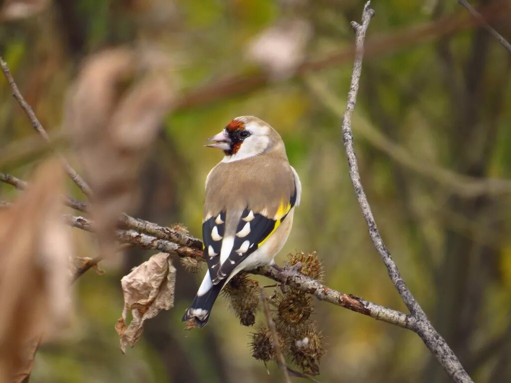 Птицы тверской области фото и описание Eurasian Goldfinch (Carduelis carduelis). Birds of Siberia.