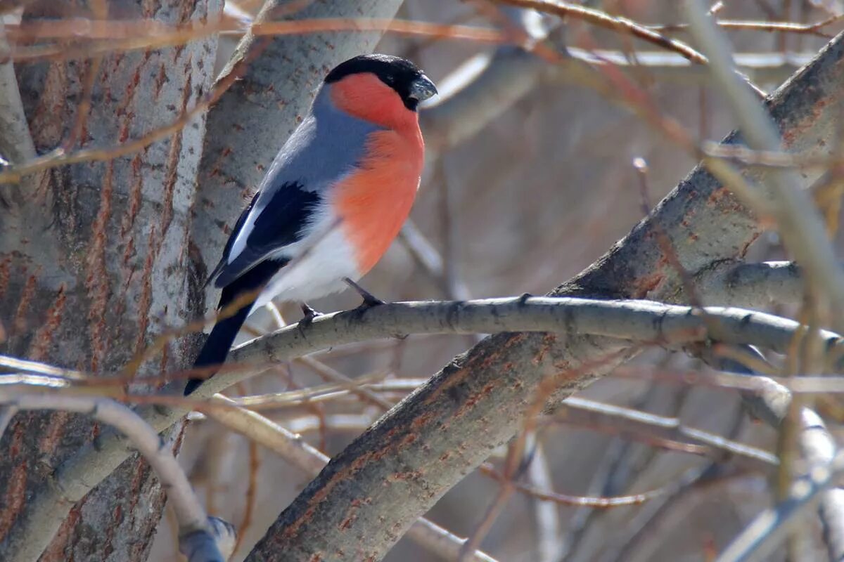 Птицы тюмени фото Northern Bullfinch (Pyrrhula pyrrhula). Birds of Siberia.