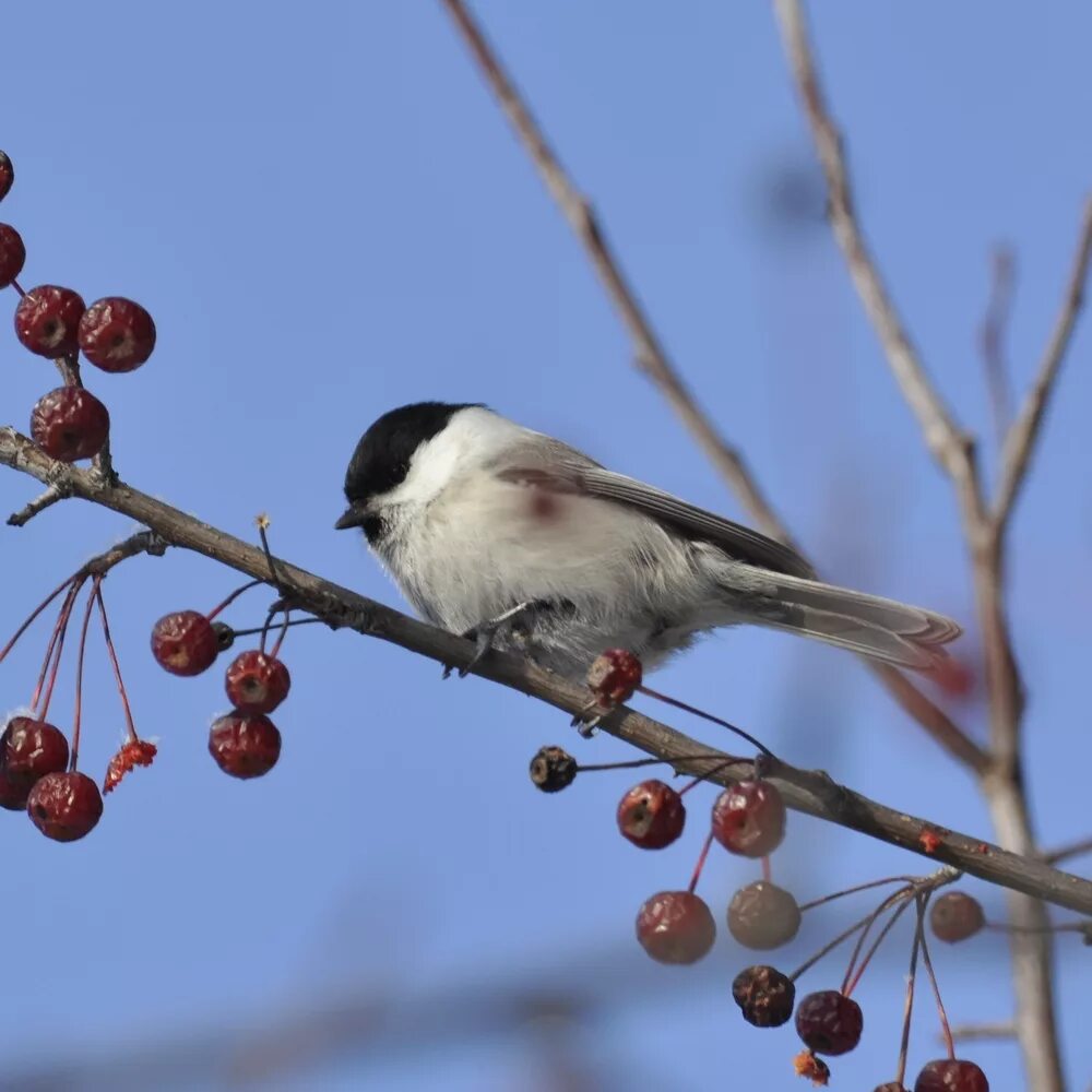 Птицы тюмени фото с названиями Willow Tit (Parus montanus). Birds of Siberia.