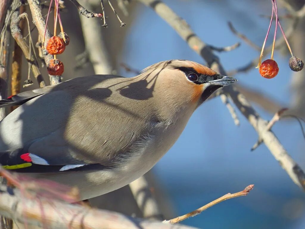 Птицы тюменской области фото Bohemian Waxwing (Bombycilla garrulus). Birds of Siberia.