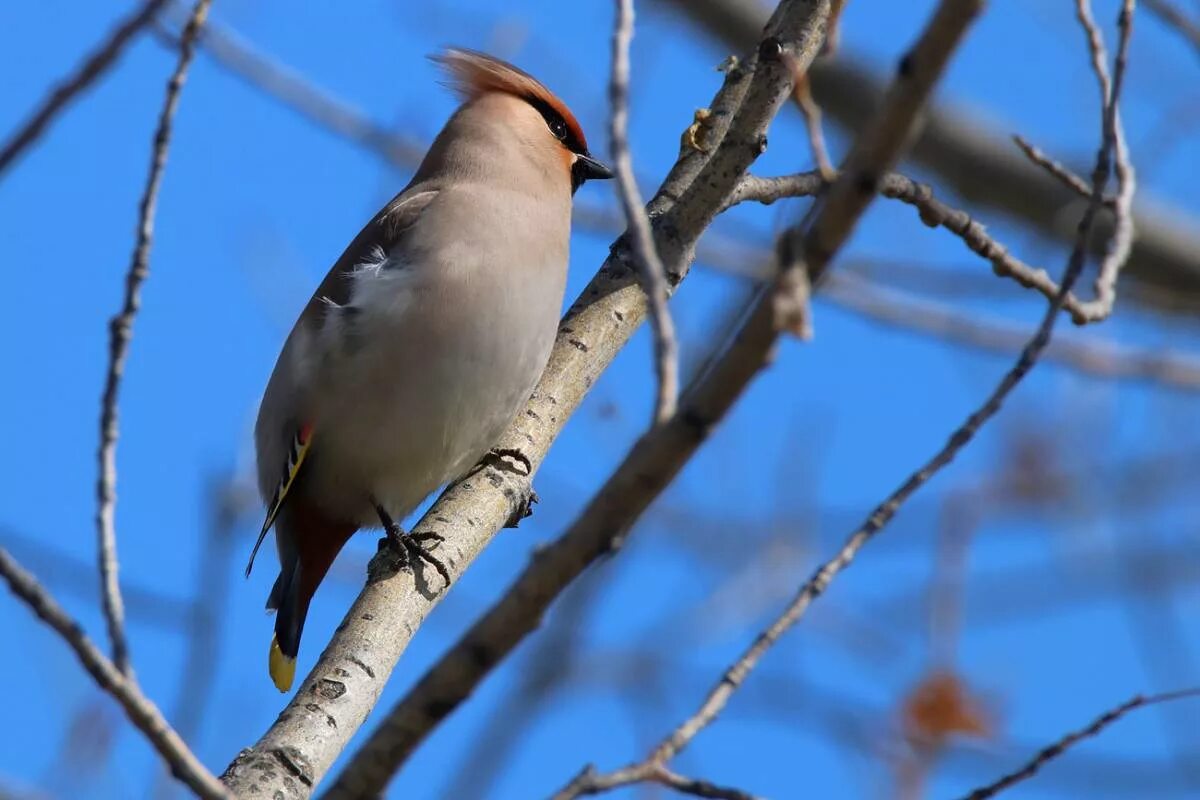 Птицы тюменской области фото Свиристель (Bombycilla garrulus). Птицы Сибири.