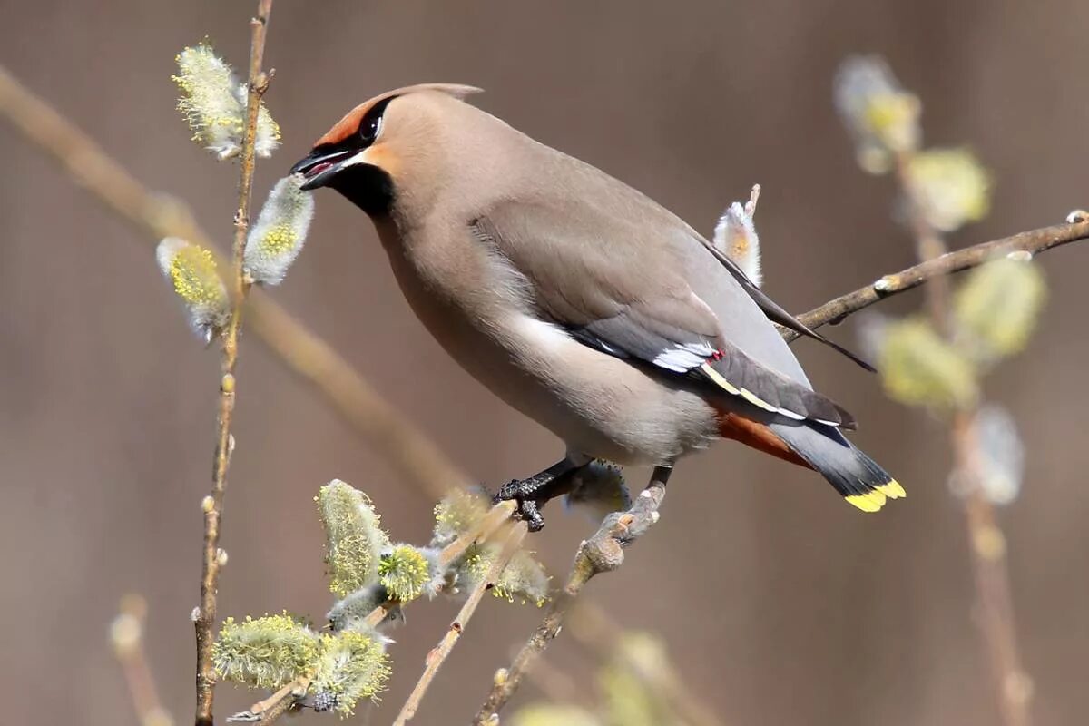 Птицы тюменской области фото Bohemian Waxwing (Bombycilla garrulus). Birds of Siberia.