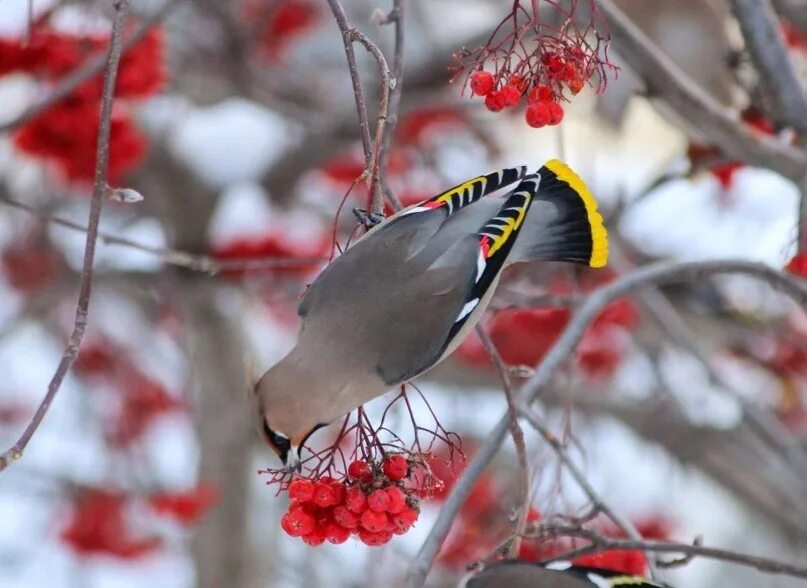 Bohemian Waxwing (Bombycilla garrulus). Birds of Siberia.