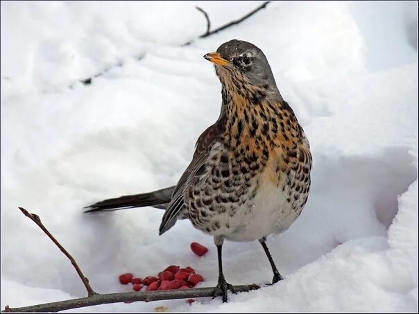 Птицы удмуртии фото Drozd rowan Photo: Viktor Kolmogorov #Удмуртия #птицы #дрозды Клуб Я Ижевск Удму