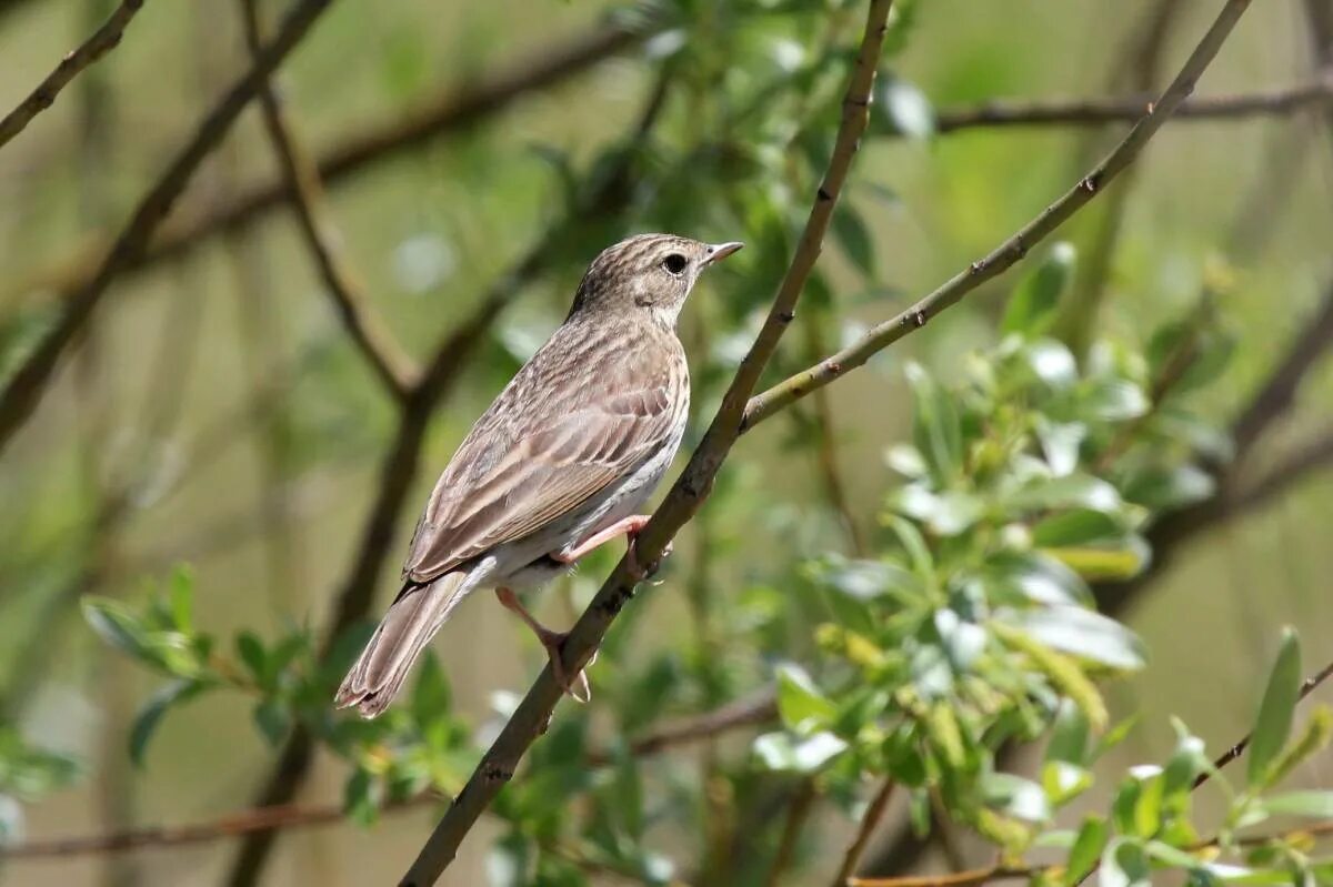 Птицы удмуртии фото и описание Tree Pipit (Anthus trivialis). Birds of Siberia.