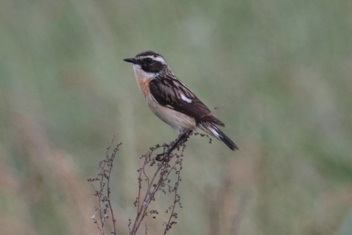 Птицы ульяновской области фото и названия Whinchat (Saxicola rubetra). Birds of Siberia.