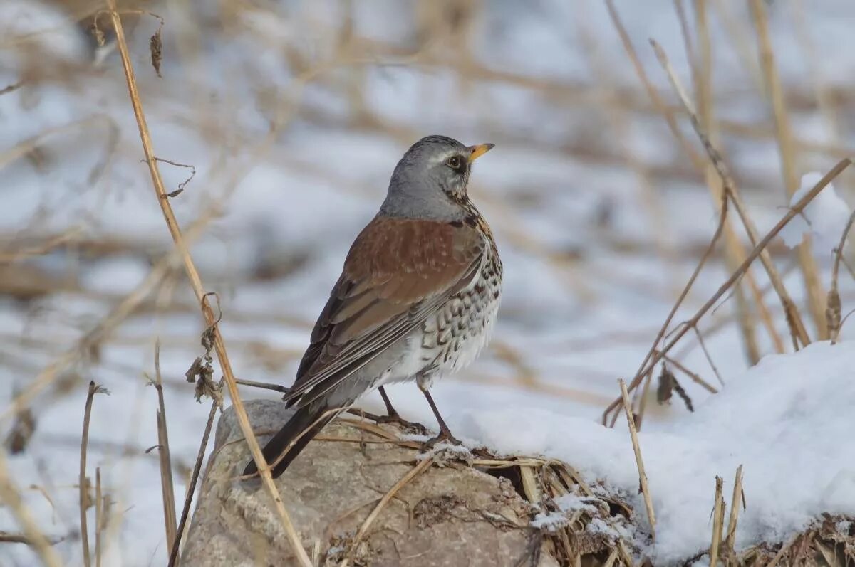 Птицы урала фото Fieldfare (Turdus pilaris). Birds of Siberia.