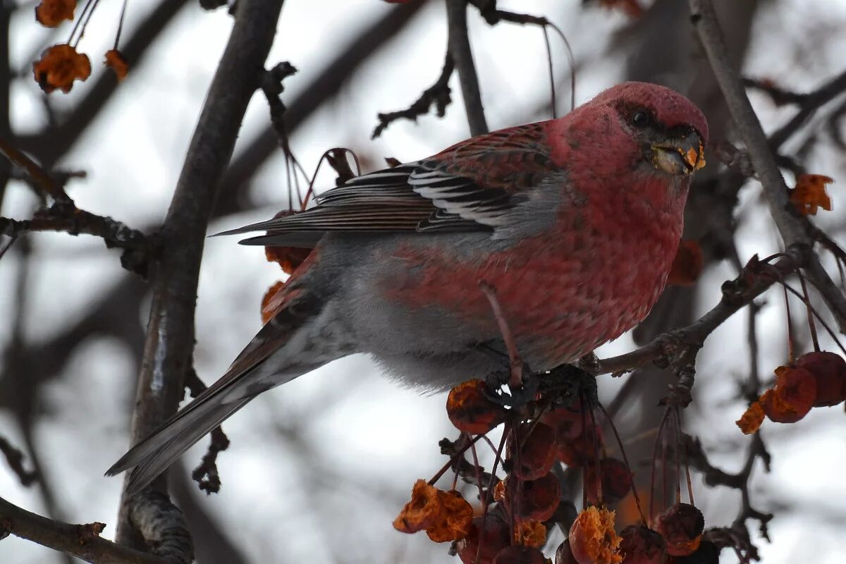 Птицы урала фото Pine Grosbeak (Pinicola enucleator). Birds of Siberia.