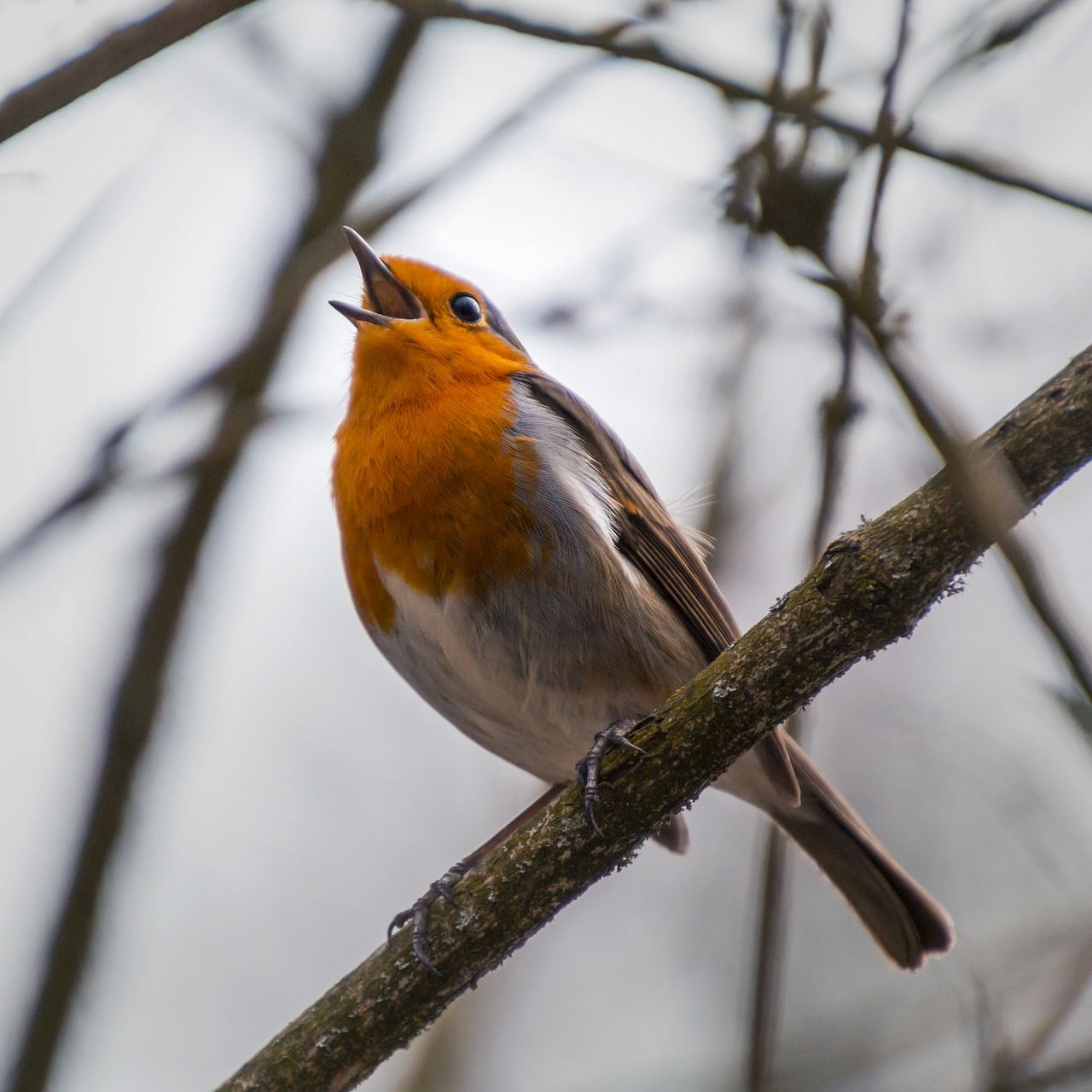 Птицы урала фото Free Image on Pixabay - Robin, Rotbrüstchen, Chirp, Tweet British wildlife, Bird