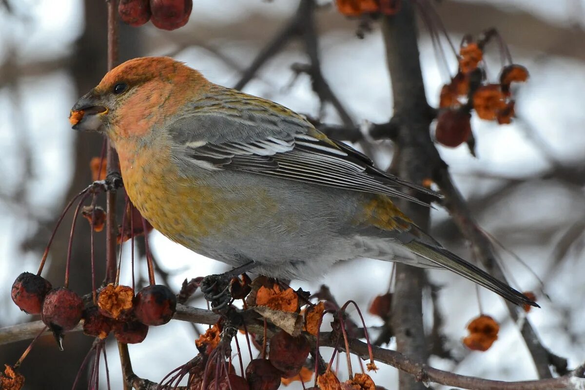 Птицы урала фото Pine Grosbeak (Pinicola enucleator). Birds of Siberia.