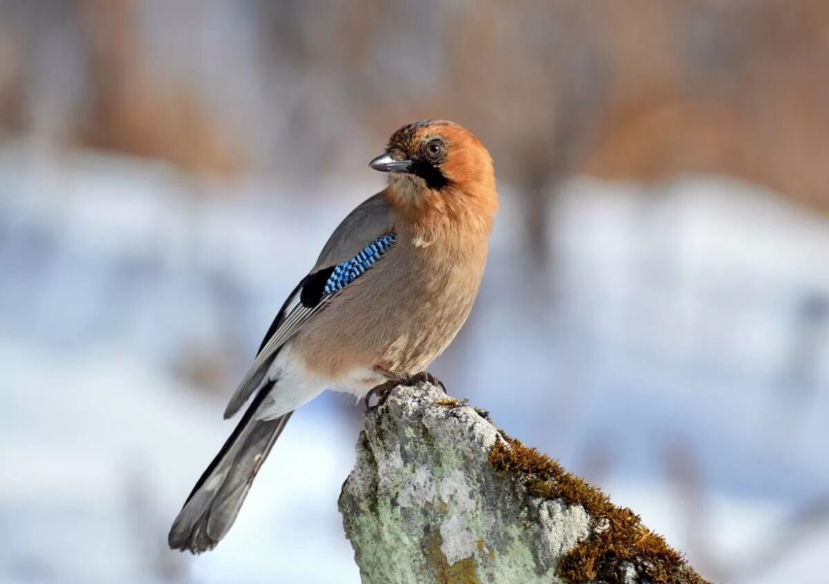 Птицы урала фото Eurasian Jay (Garrulus glandarius). Birds of Siberia.