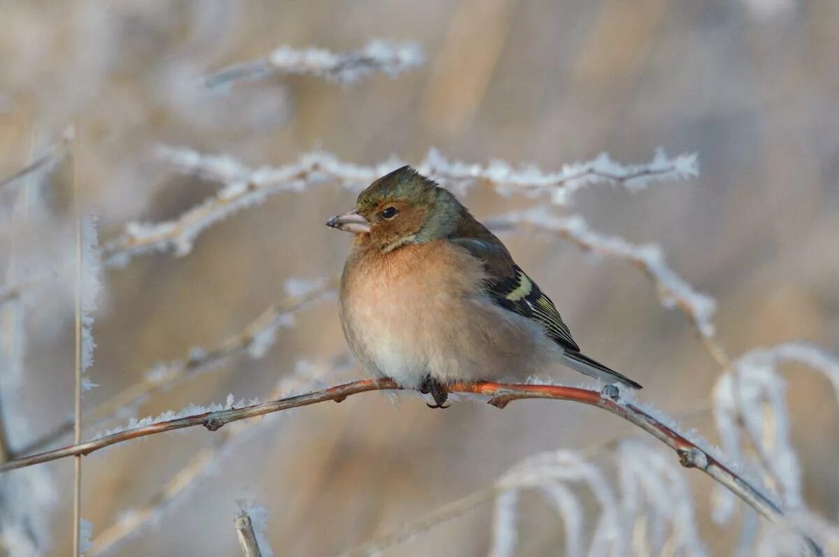 Птицы урала фото с названиями Common Chaffinch (Fringilla coelebs). Birds of Siberia.