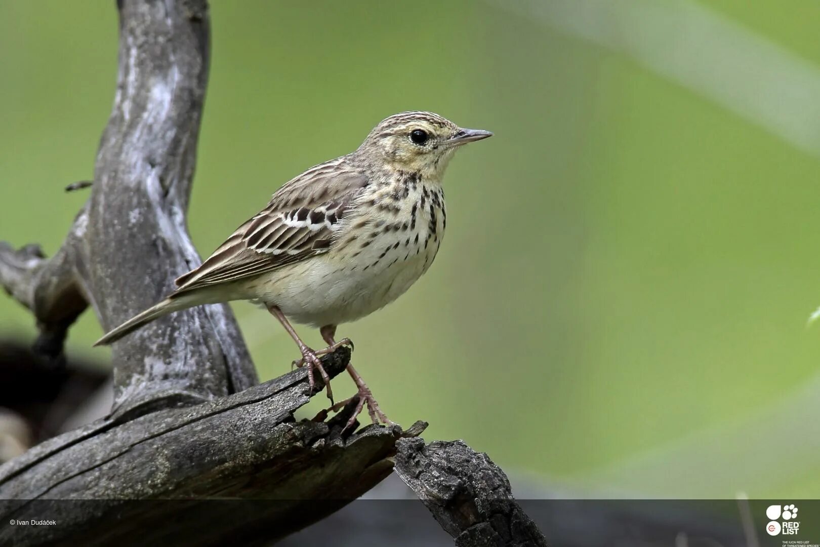 Птицы урала фото с названиями IUCN Red List of Threatened Species