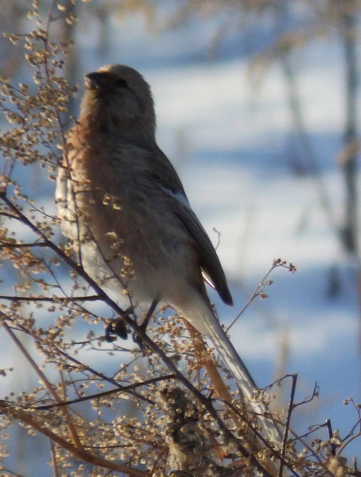 Птицы урала фото с названиями свердловская область Long-tailed Rosefinch (Uragus sibiricus). Birds of Siberia.