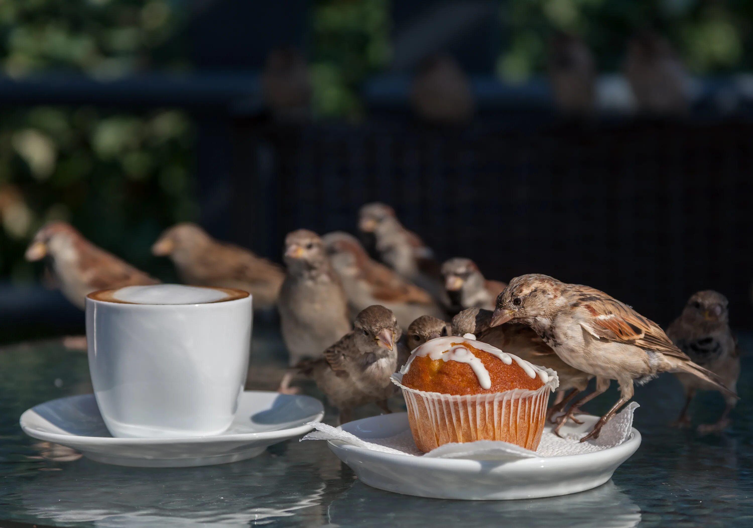 Птицы утром фото Free Images : cafe, coffee, muffin, sparrow, street, summer, autumn, birds, floc