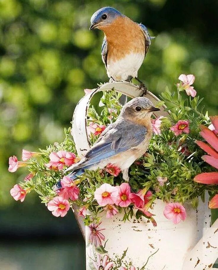 Птицы утром фото Pin by ✻ ღ ✻ Rita Rorich ✻ ღ ✻ on ♥ Patio Shabby Decor & Garden ♥ Beautiful bird