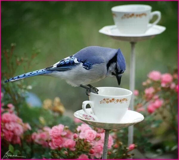 Птицы утром фото cup and saucer bird feeder diy-crafts Bird feeders, Tea cup bird feeder, Bird