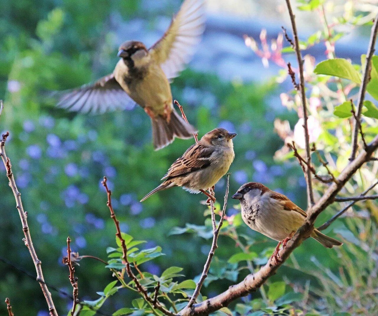 Птицы утром фото Birds Sparrows Wildlife - Free photo on Pixabay Sparrow symbolism, Nature images