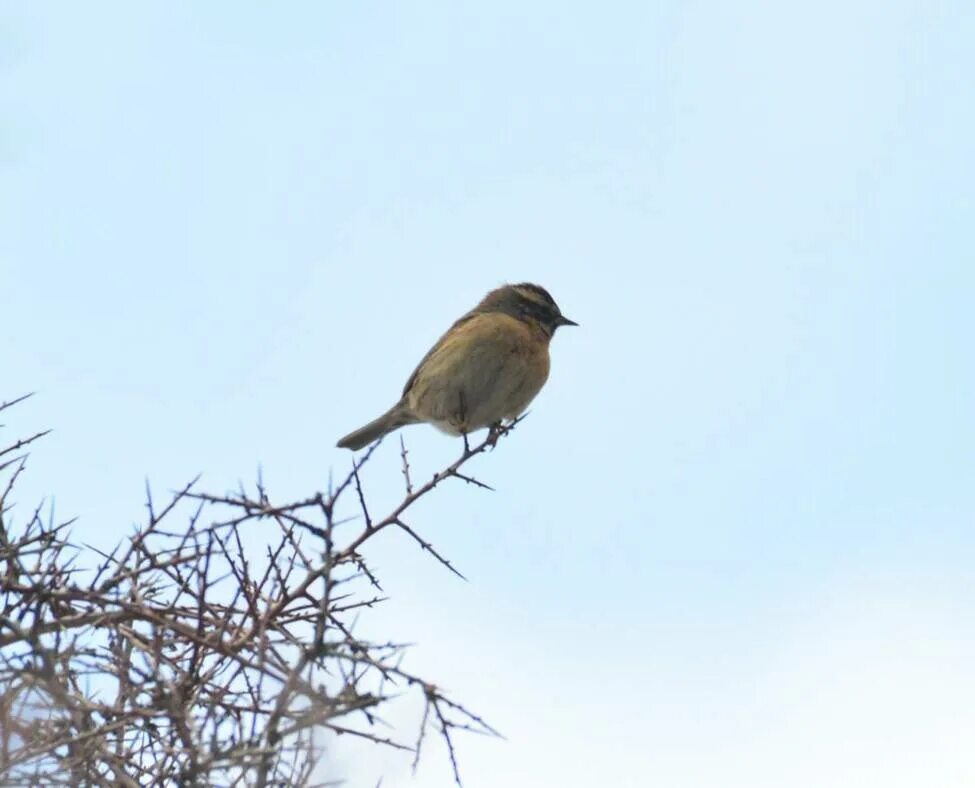 Птицы узбекистана фото Черногорлая завирушка (Prunella atrogularis). Птицы Узбекистана.