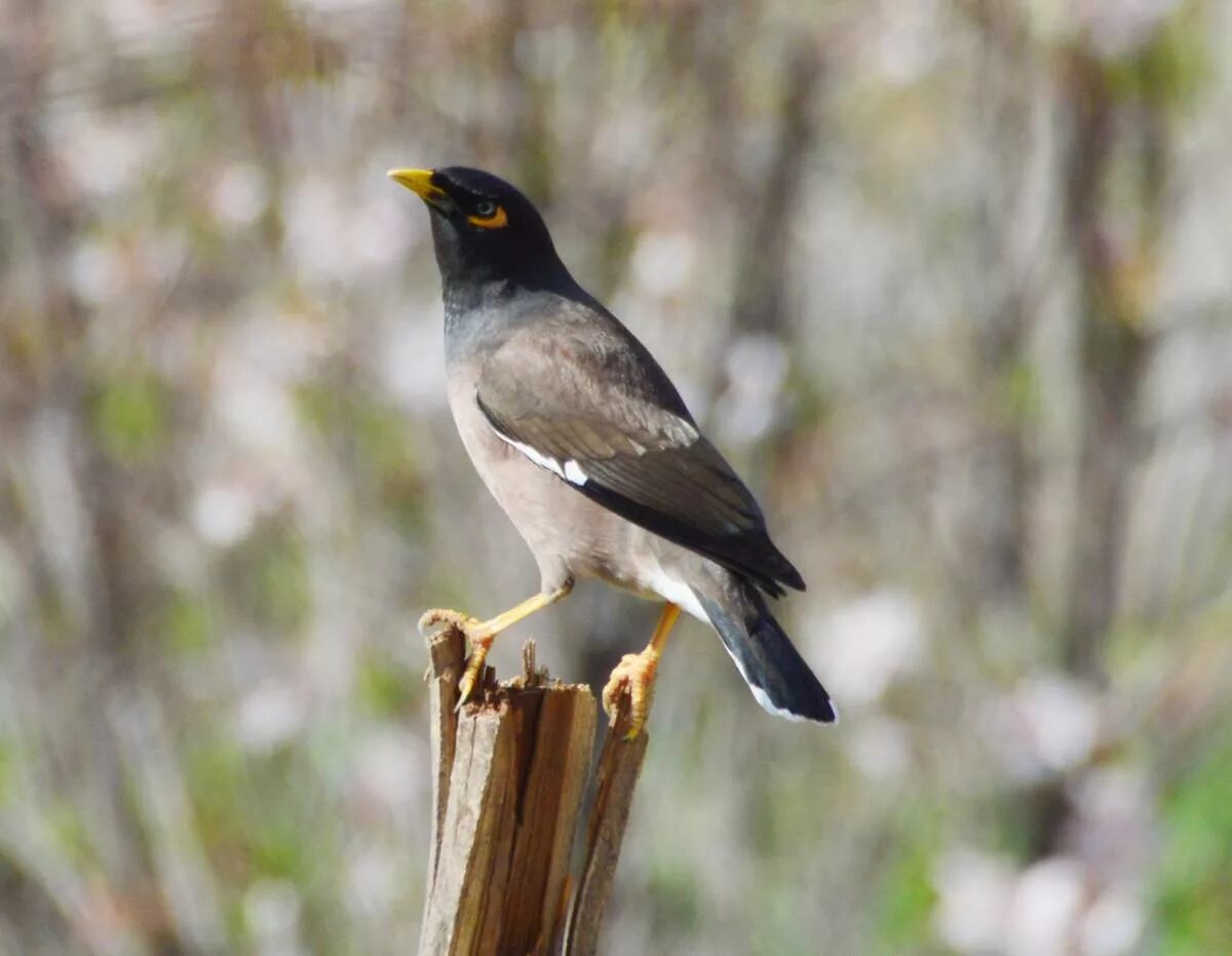 Птицы узбекистана фото Common Myna (Acridotheres tristis). Birds of Uzbekistan.