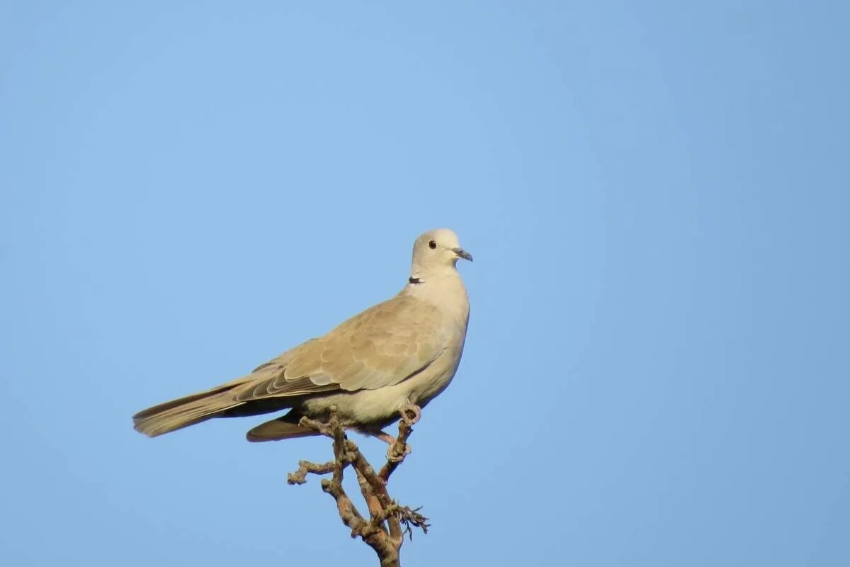 Птицы узбекистана фото Eurasian Collared Dove (Streptopelia decaocto). Birds of Uzbekistan.