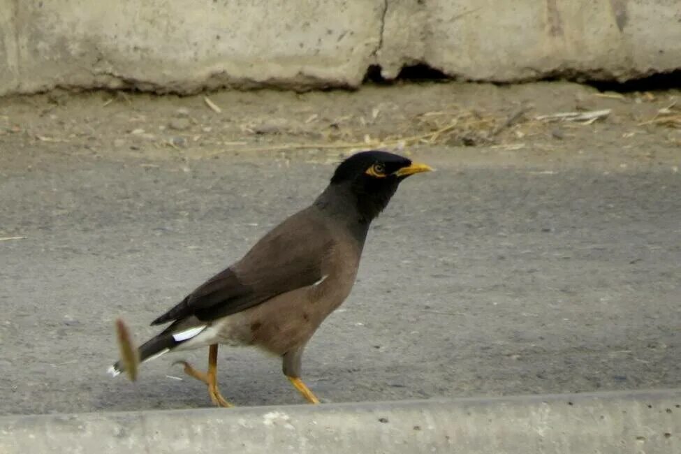 Птицы узбекистана фото Common Myna (Acridotheres tristis). Birds of Uzbekistan.