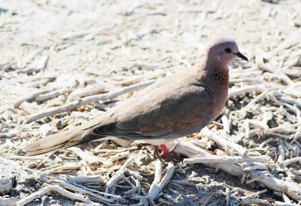 Птицы узбекистана фото Малая горлица (Streptopelia senegalensis). Птицы Узбекистана.