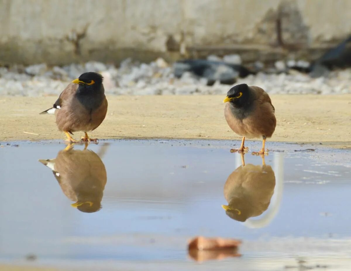 Птицы узбекистана фото Common Myna (Acridotheres tristis). Birds of Uzbekistan.