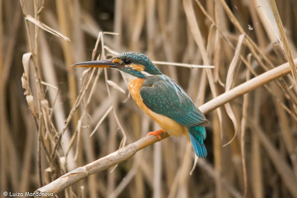 Птицы узбекистана названия фото Common Kingfisher (Alcedo atthis). Birds of Uzbekistan.