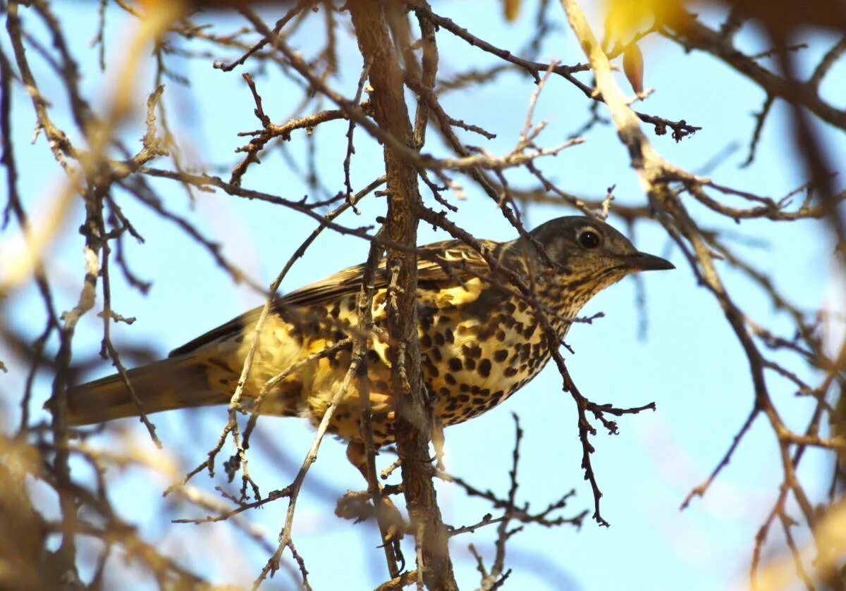 Птицы узбекистана названия фото Mistle Thrush (Turdus viscivorus). Birds of Uzbekistan.