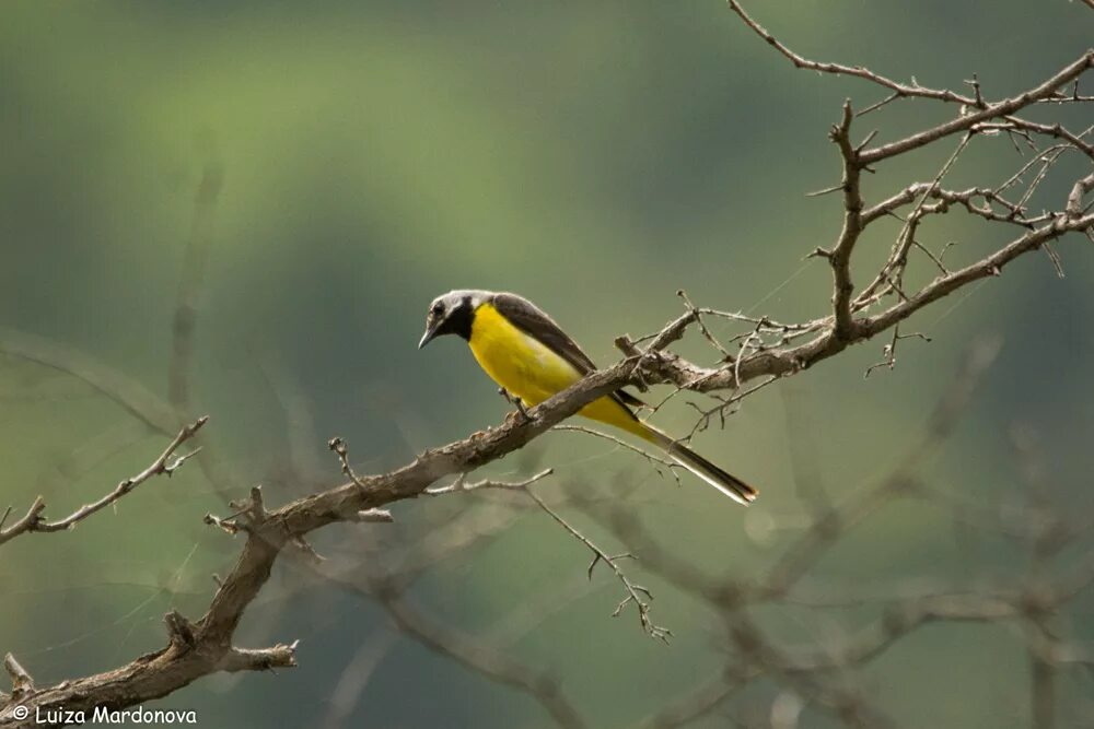 Common Myna (Acridotheres tristis). Birds of Uzbekistan.