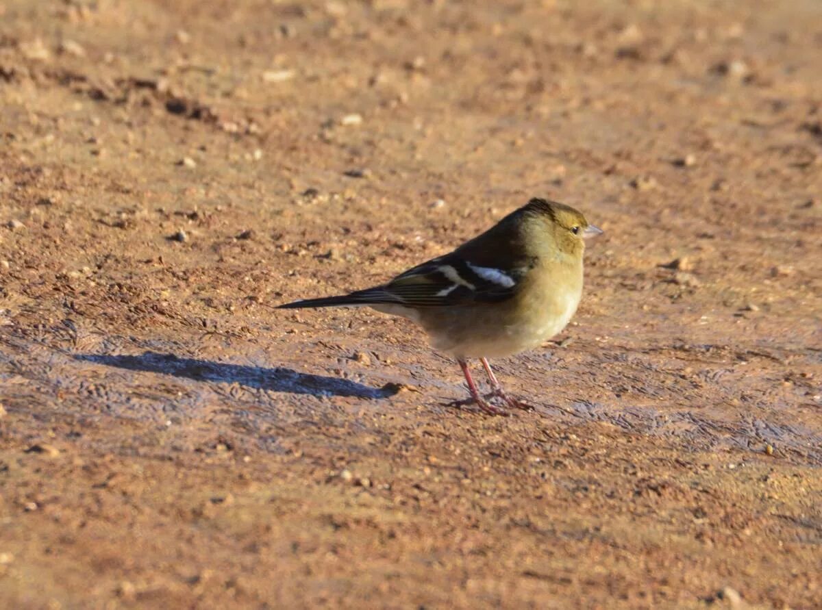 Птицы узбекистана названия фото Chaffinch (Fringilla coelebs). Birds of Uzbekistan.