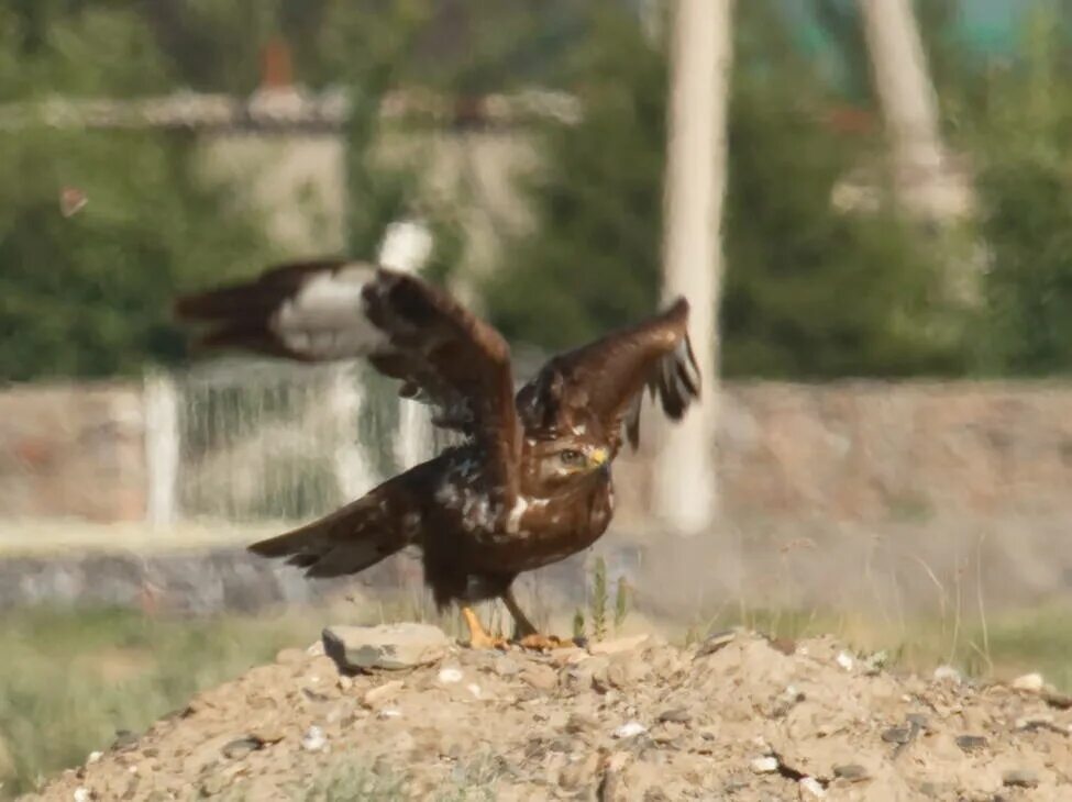 Птицы узбекистана названия фото Курганник (Buteo rufinus). Птицы Узбекистана.