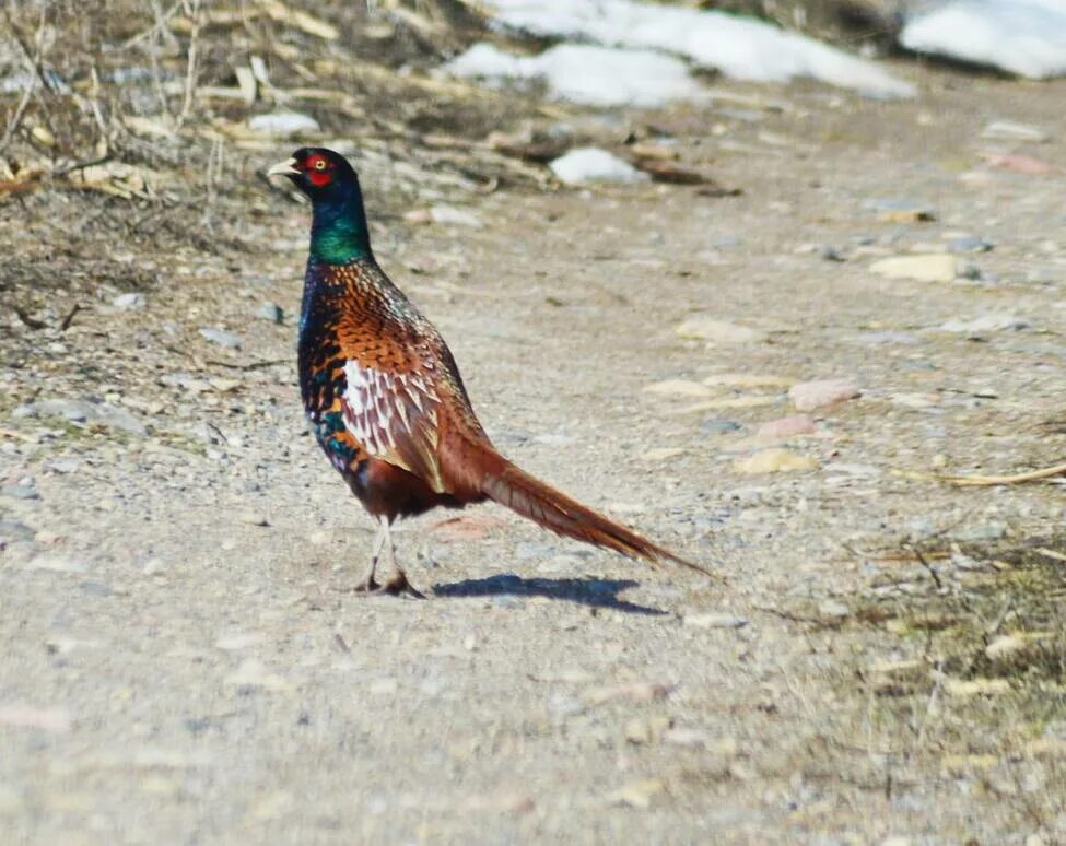 Птицы узбекистана названия фото Common Pheasant (Phasianus colchicus). Birds of Uzbekistan.