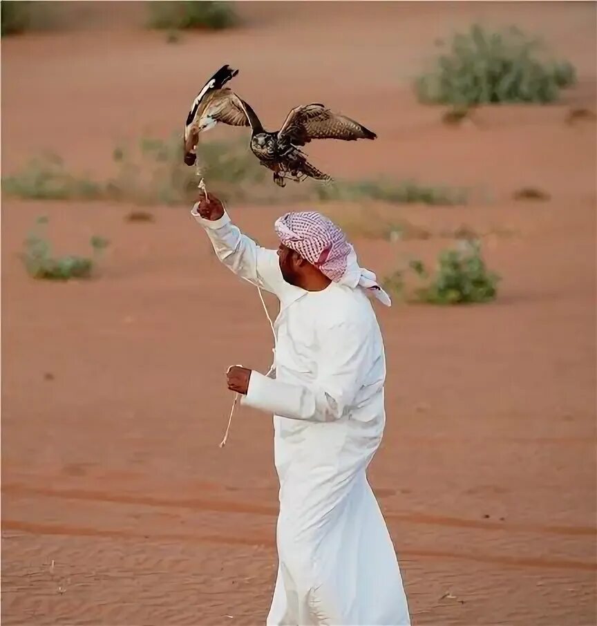 Птицы в дубае фото #Falconry is one of the oldest traditional sport in the United Arab Emirates. Di