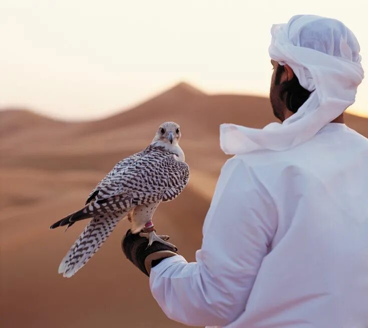 Птицы в дубае фото Falconry, Abu Dhabi Falconry, Abu dhabi, Arab swag